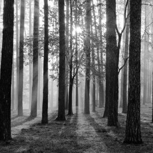 Papier Peint Lever Du Soleil En Noir Et Blanc – Image 1