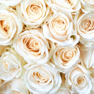 Papier Peint Crème De Bouquet De Roses – Image 1