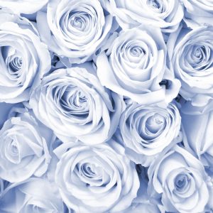 Papier Peint Rose Bouquet Bleu – Image 1