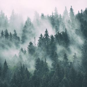 Papier Peint Forêt Dans La Brume – Image 1