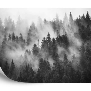 Papier Peint Forêt Dans La Brume Noir & Blanc – Image 2