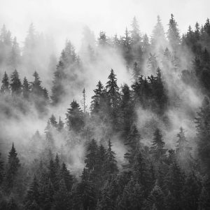 Papier Peint Forêt Dans La Brume Noir & Blanc – Image 1