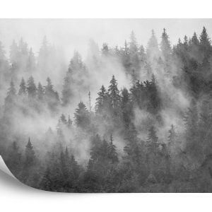 Papier Peint Forêt Dans La Brume Texturé Noir Et Blanc – Image 2