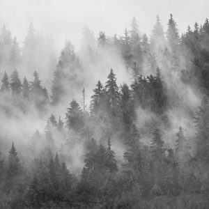 Papier Peint Forêt Dans La Brume Texturé Noir Et Blanc – Image 1
