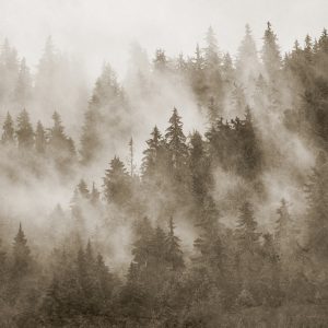 Papier Peint Forêt Dans La Brume Texturée En Sépia – Image 1