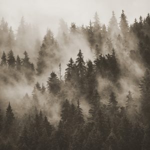 Papier Peint Forêt Dans La Brume En Sépia – Image 1
