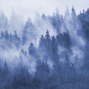 Papier Peint Forêt Dans La Brume Texturée En Bleu – Image 1