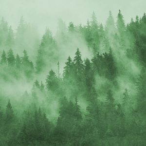 Papier Peint Forêt Dans La Brume En Vert – Image 1