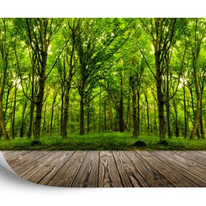 Papier Peint Entrez Dans Le Bois Vert Profond – Image 2