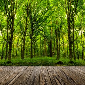 Papier Peint Entrez Dans Le Bois Vert Profond – Image 1