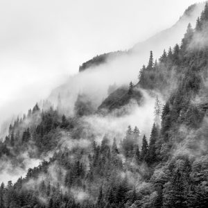 Papier Peint Brume Dans La Forêt Noire – Image 1