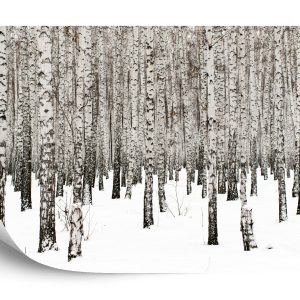 Papier Peint Bouleau Noir – Image 2