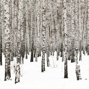 Papier Peint Bouleau Noir – Image 1