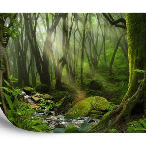 Papier Peint Profondément Dans La Forêt – Image 2