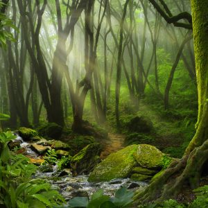 Papier Peint Profondément Dans La Forêt – Image 1