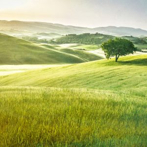 Papier Peint Rolling Hills Faded Vintage – Image 1