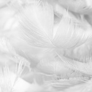 Papier Peint Plumes En Noir Et Blanc – Image 1