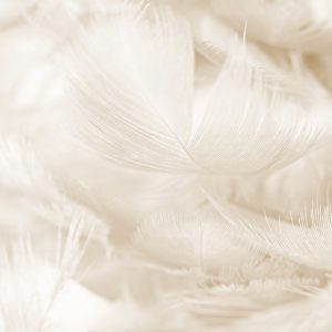 Papier Peint Plumes En Sépia – Image 1