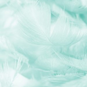 Papier Peint Plumes En Turquoise – Image 1