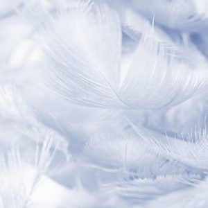 Papier Peint Plumes En Bleu – Image 1