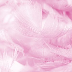 Papier Peint Plumes En Rose – Image 1