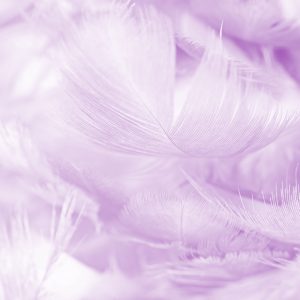 Papier Peint Plumes En Violet – Image 1