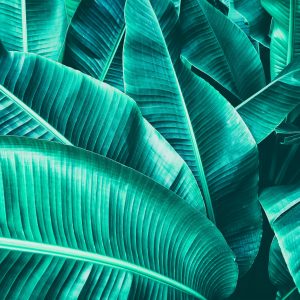 Papier Peint Feuilles De Banane – Image 1