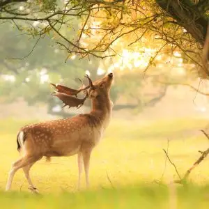 Peinture sur toile Un Cerf Proéminent Parmi Les Arbres – Image 1