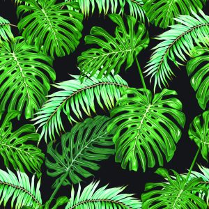 Papier Peint Feuilles De Palmier Et De Monstère – Image 1