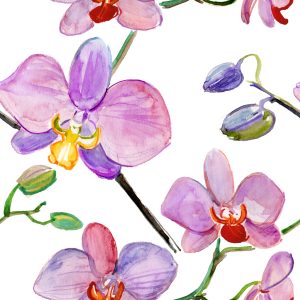 Papier Peint Orchidées Orchidées Fleurs Plantes – Image 1