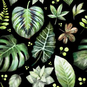 Papier Peint Plantes Sur Fond Sombre – Image 1