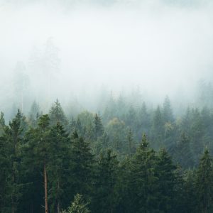 Peinture sur toile Amazing Mystical Rising Fog Forest Trees Landscape In Black Forest ( Schwarzwald ) Germany Panorama Banner - Dark Mood – Image 1