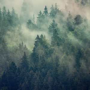 Peinture sur toile Misty Landscape With Fir Forest In Hipster Vintage Retro Style – Image 1