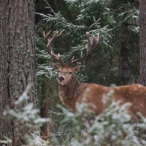 Peinture sur toile Un Cerf Avec Un Bois Magnifique Dans La Forêt – Image 1