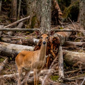 Peinture sur toile Un Jeune Cerf Parmi Les Arbres – Image 1