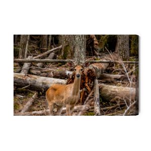 Peinture sur toile Un Jeune Cerf Parmi Les Arbres – Image 2