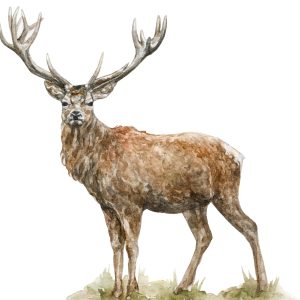 Peinture sur toile Un Cerf Comme Peint À L'aquarelle – Image 1