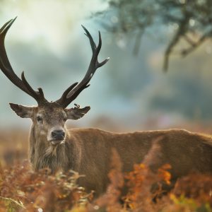 Peinture sur toile Un Cerf Magnifique À La Saison Du Rut – Image 1