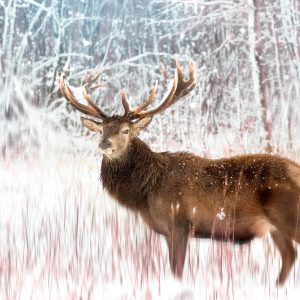 Peinture sur toile Cerf Sur Un Fond Abstrait – Image 1