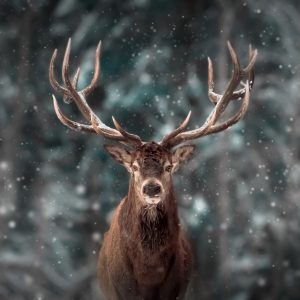 Peinture sur toile Cerf Au Milieu D'une Forêt – Image 1