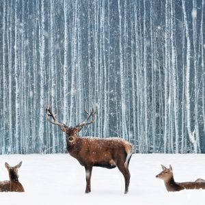 Peinture sur toile Cerfs Et Biches Dans Une Forêt D'hiver – Image 1