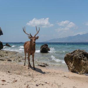 Peinture sur toile Cerf Sur La Plage – Image 1