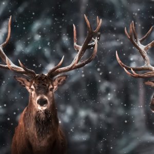 Peinture sur toile Deux Magnifiques Cerfs – Image 1
