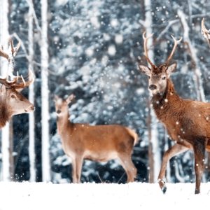 Peinture sur toile Un Troupeau De Cerfs Dans La Forêt D'hiver – Image 1