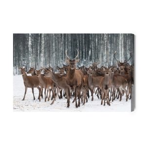 Peinture sur toile Cerf Parmi Les Biches – Image 2