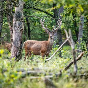 Peinture sur toile Un Cerf Au Milieu D'une Forêt De Feuillus – Image 1