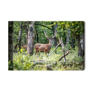 Peinture sur toile Un Cerf Au Milieu D'une Forêt De Feuillus – Image 2