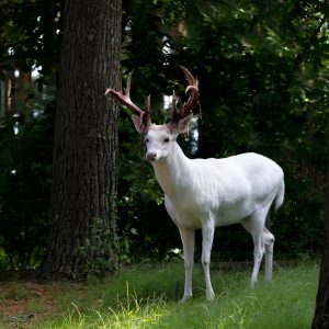 Peinture sur toile Cerf Albinos Dans La Forêt – Image 1