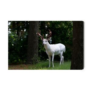 Peinture sur toile Cerf Albinos Dans La Forêt – Image 2