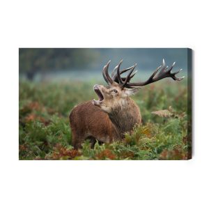Peinture sur toile Cerf Adulte En Rut – Image 2